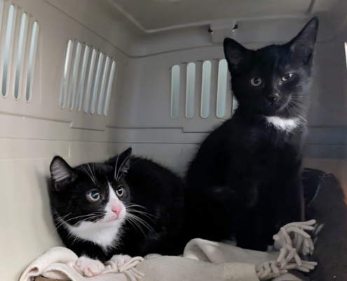 Rico – Katze, männlich, 3 Monate, 39576 Stendal – zur Adoption