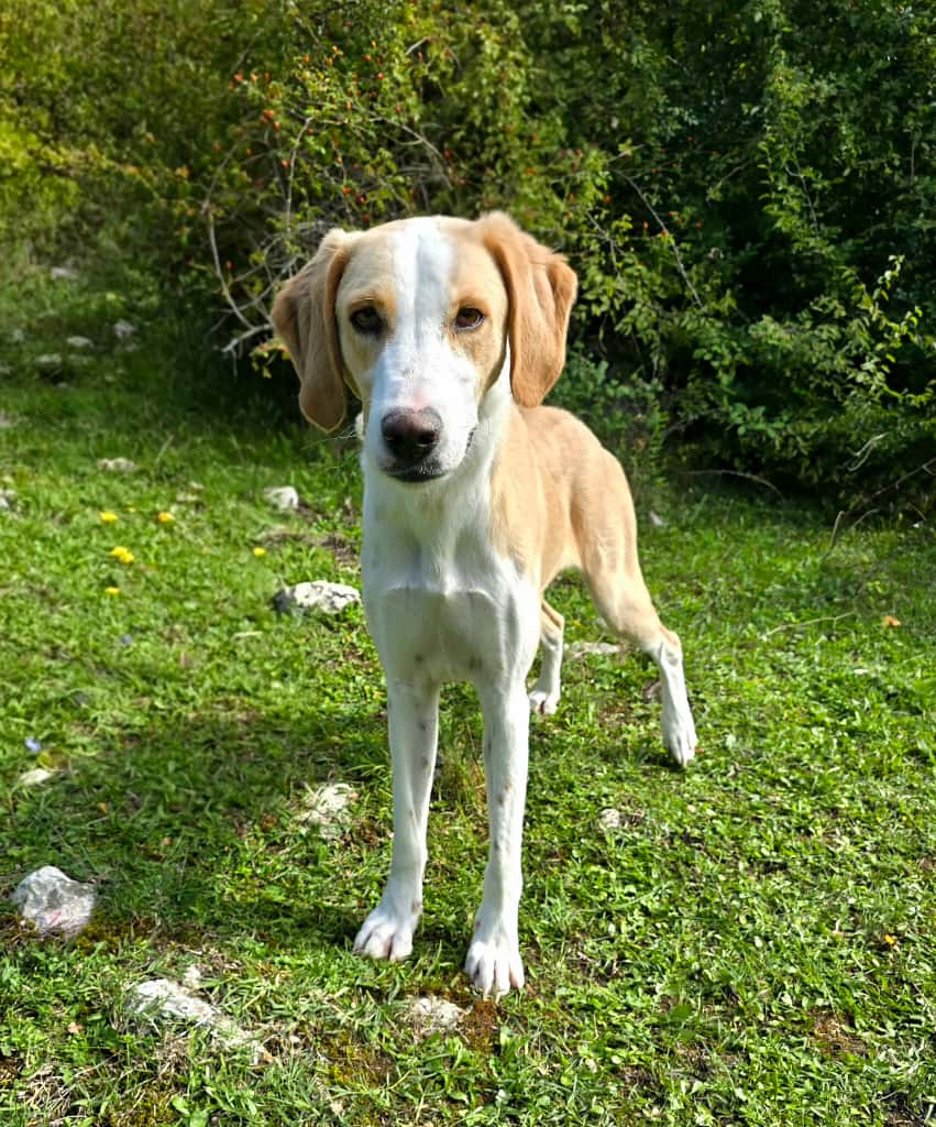Kroki