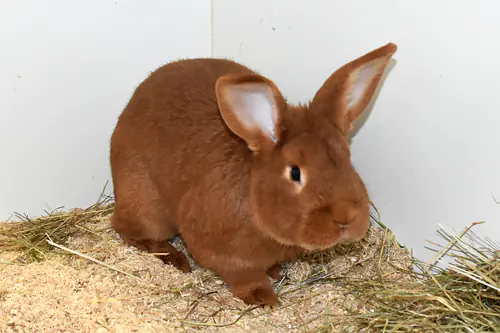 Felix – Roter Neuseeländer, männlich, 9 Monate, 90537 Feucht – zur Adoption