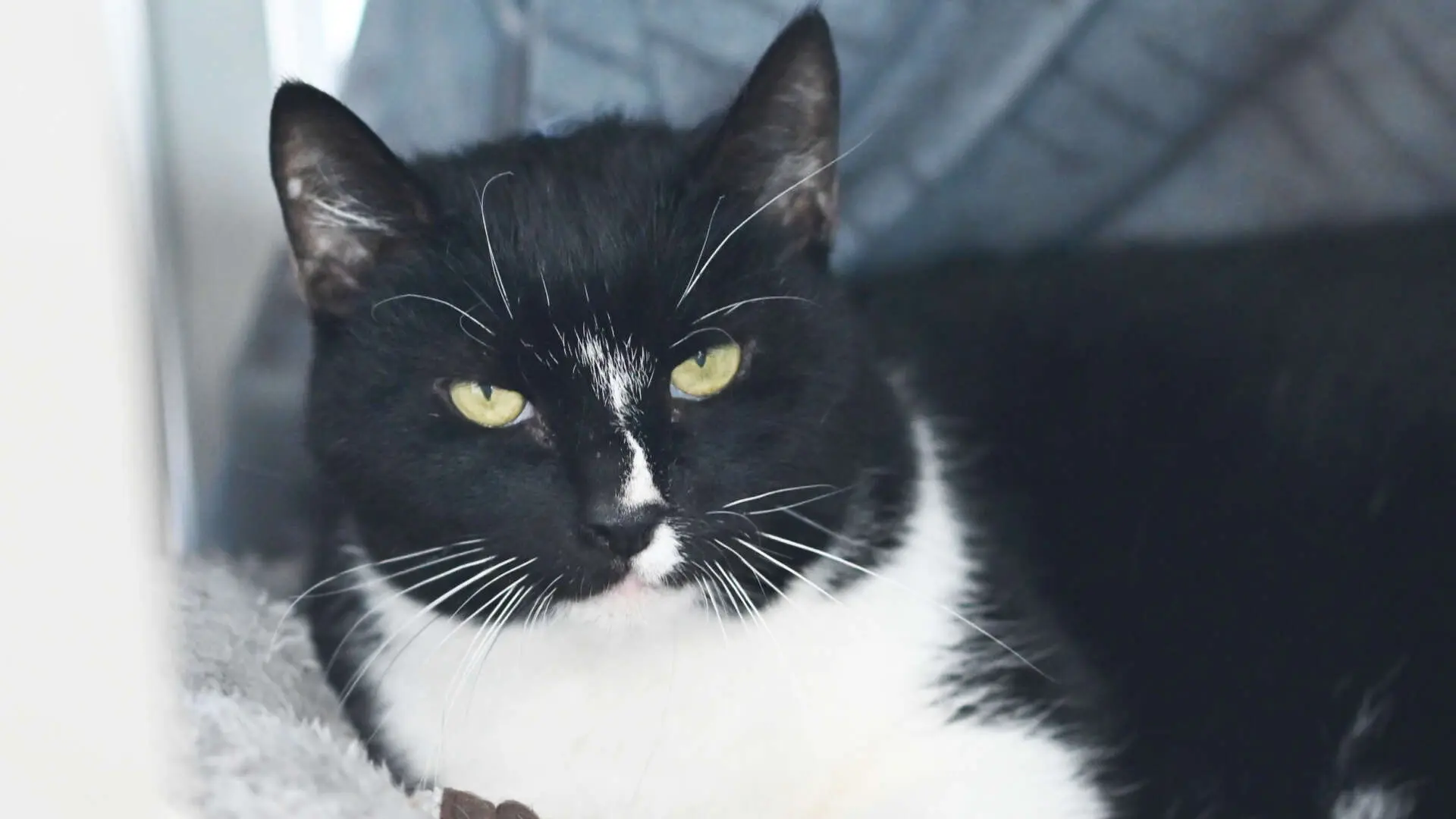 Amadeus – EKH, männlich, 7 Jahre, 13057 Berlin – zur Adoption