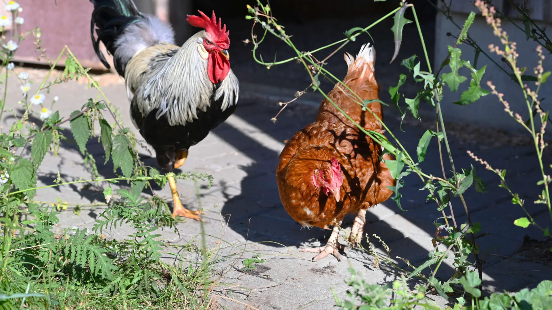 Hennrietta & Tobi – Huhn & Hahn, männlich, 13057 Berlin – zur Adoption