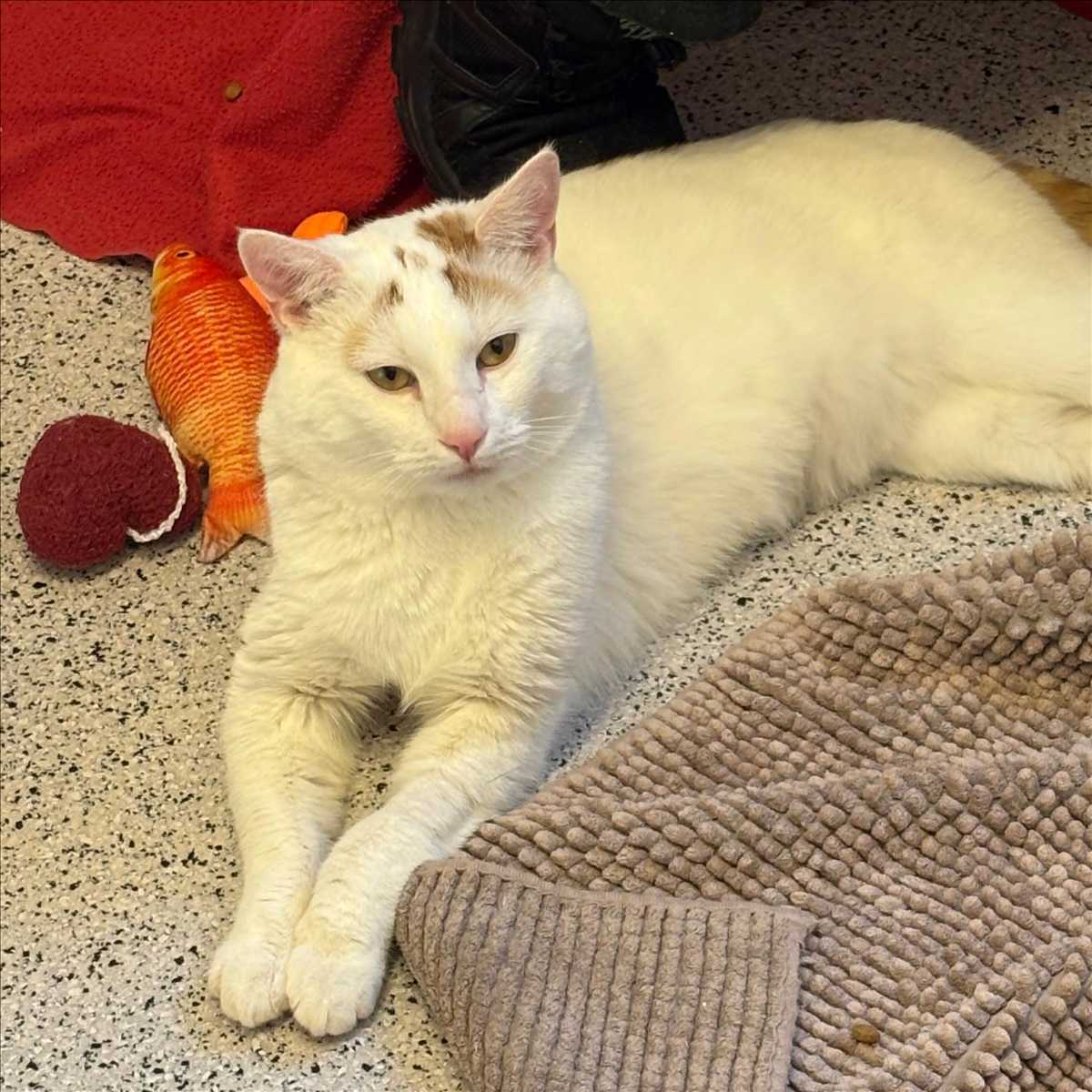 Hubsi – European Shorthair, männlich, 6 Jahre, 81829 München – zur Adoption