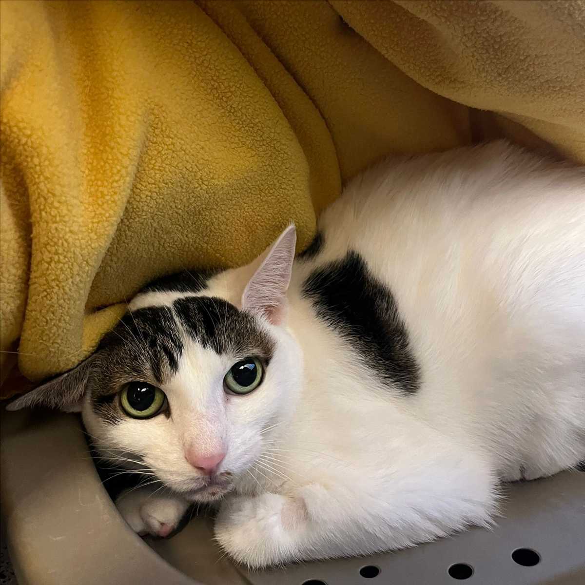 LEO – Europäisch Kurzhaar, weiblich, 4 Jahre, 81829 München – zur Adoption