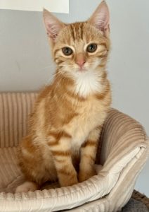 Kenji