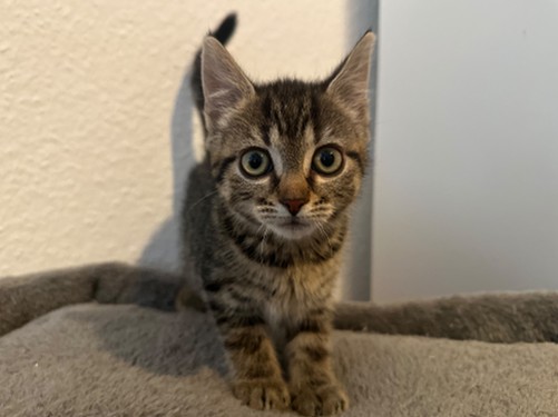 Laetitia – Katze, männlich, 1 Monate, 32758 Detmold – zur Adoption