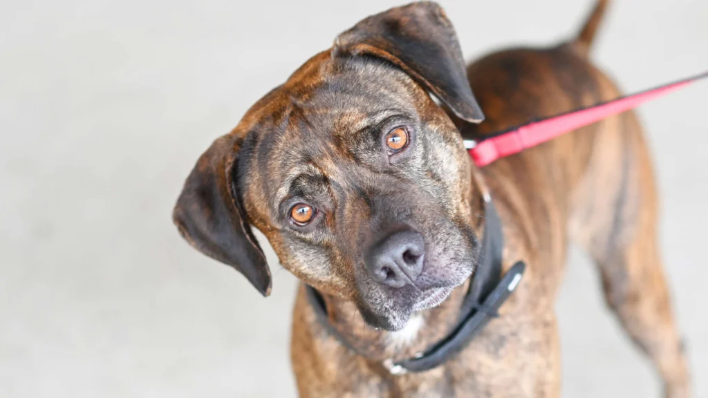 Giovanni – Labrador-Boxer-Mix, männlich, 3 Jahre, 13057 Berlin – zur Adoption