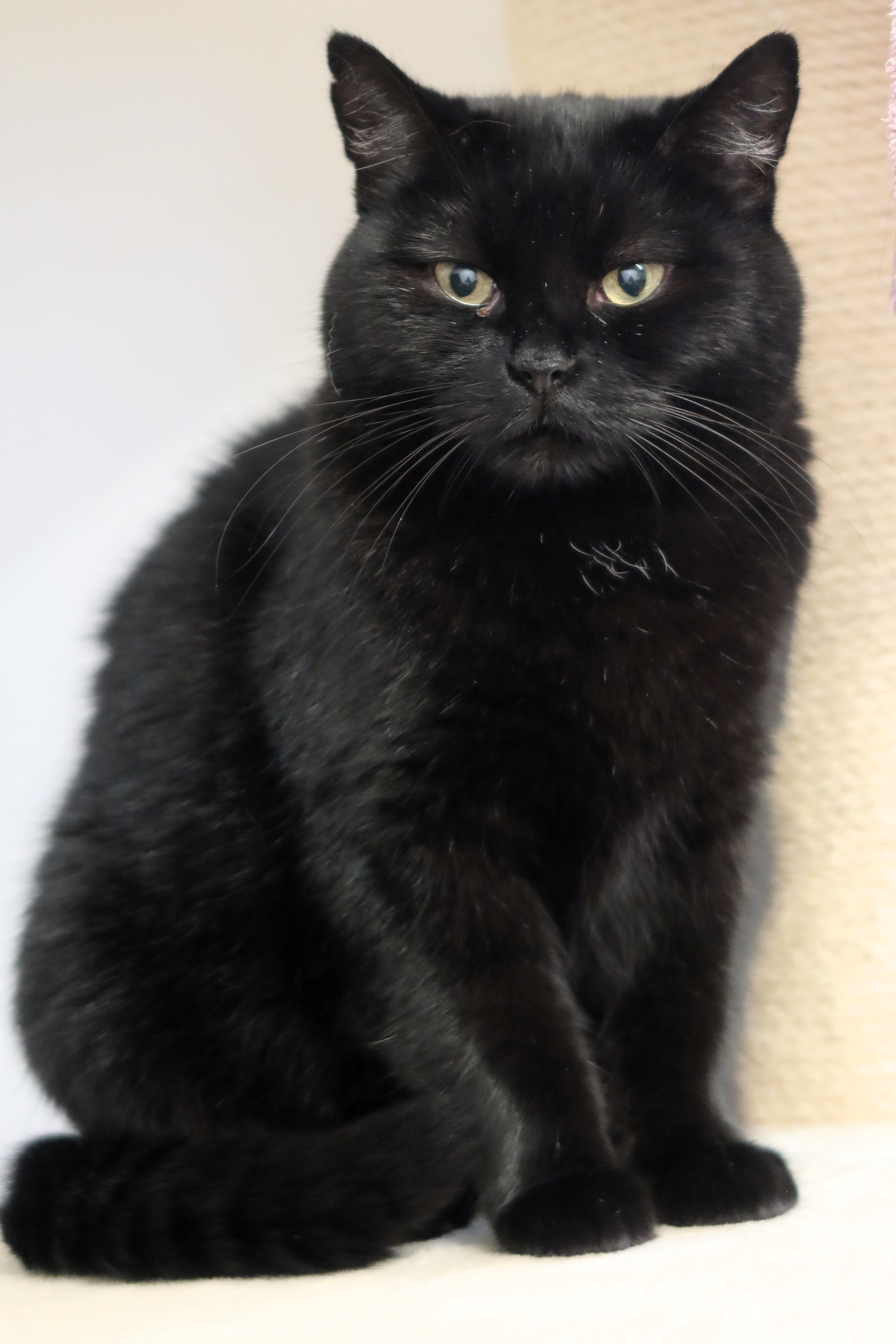 Pocahontas – EKH-BKH-Mix, weiblich, 50969 Köln-Zollstock – zur Adoption