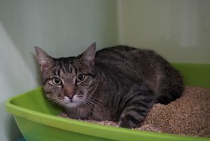 Theo – Europäisch Kurzhaar, männlich, 12 Monate, 97525 Schwebheim – zur Adoption