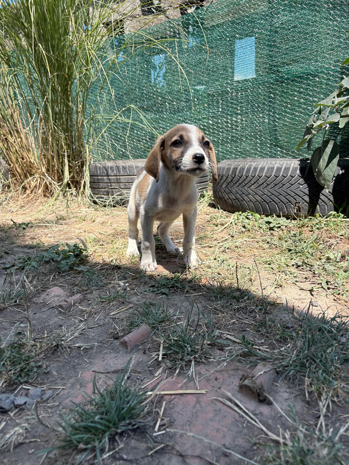 Darla