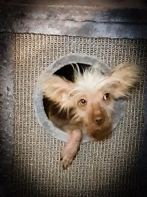 Juanita – Nackthund, weiblich, 3 Jahre, 70195 Stuttgart-Botnang – zur Adoption