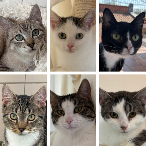 Tifti Pua Steven Lotta Pepe Tilda – Katze, männlich, 1 Jahr, 3 Monate, 28357 Bremen – zur Adoption