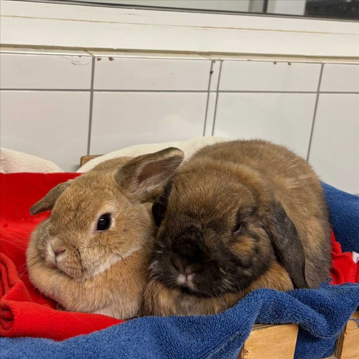 VANILLA – Widderkaninchen, weiblich, 4 Jahre, 81829 München – zur Adoption