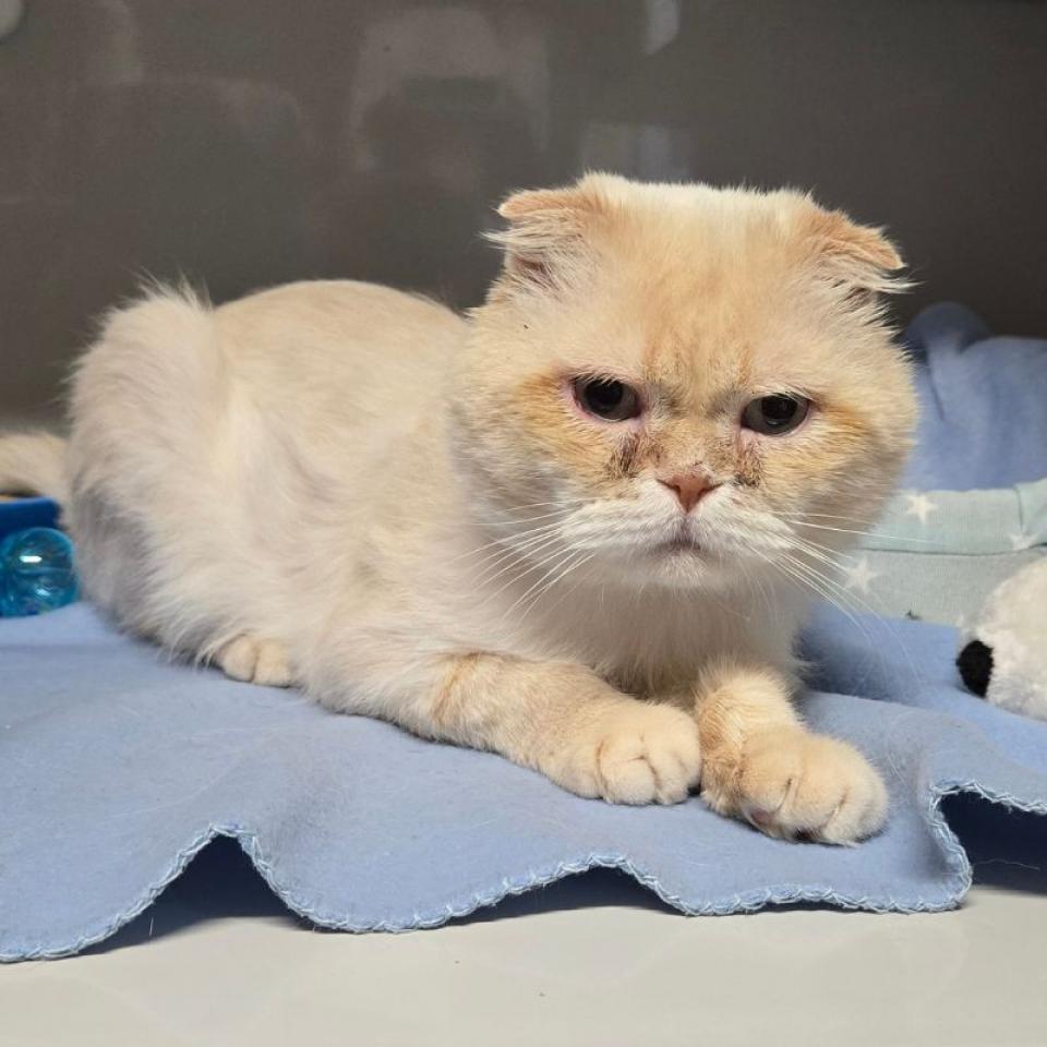 Aron – Scottish Fold, männlich, 45141 Essen – zur Adoption