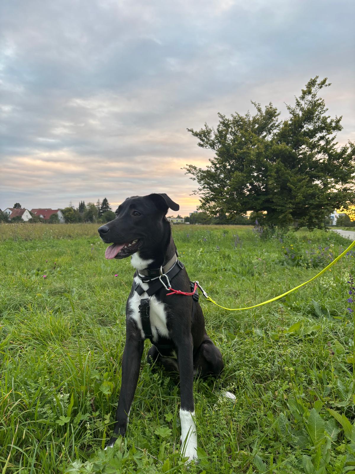 Maya