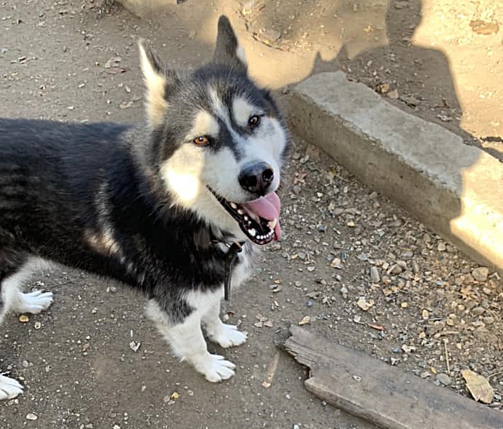 Toivo – Husky Mix, männlich, 50823 Köln – zur Adoption