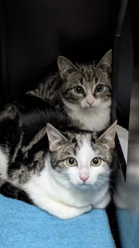 Umberto – EKH, männlich, 26389 Wilhelmshaven – zur Adoption