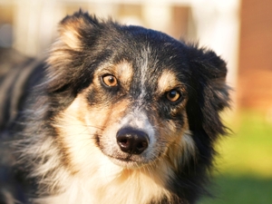 Ben – Border Collie, männlich, 3 Jahre, 90537 Feucht – zur Adoption