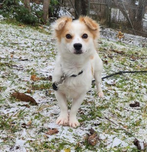 Anni – Spitz-Chihuahua-Mix, weiblich, 2 Monate, 70195 Stuttgart-Botnang – zur Adoption