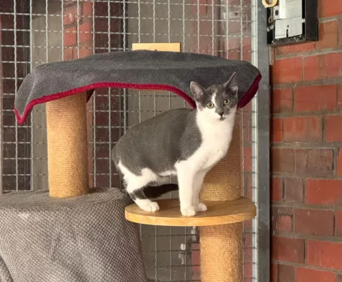Zora – EKH, weiblich, 26389 Wilhelmshaven – zur Adoption