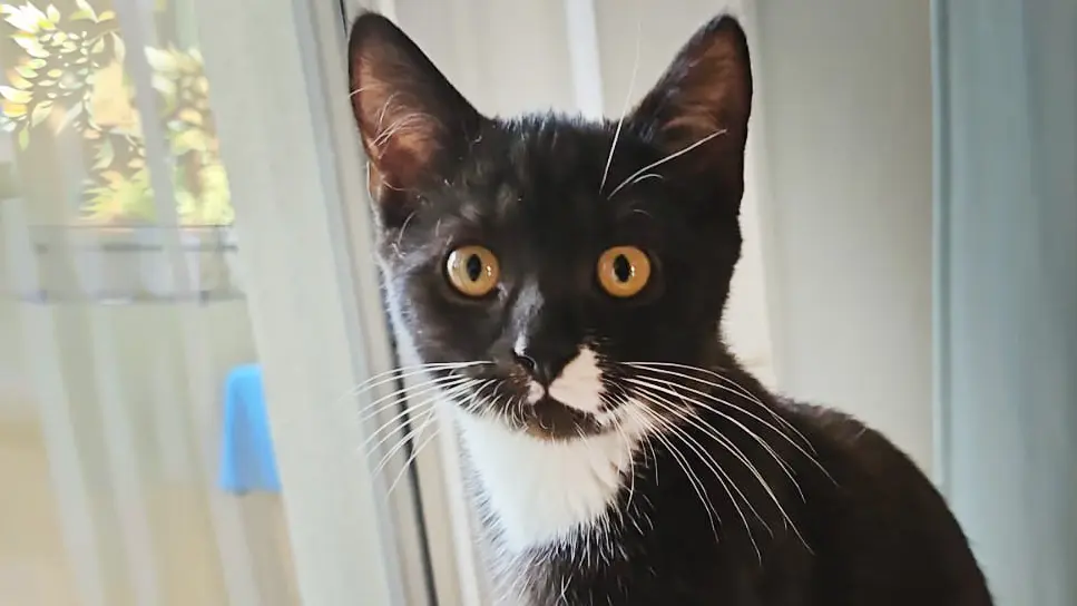 Tobi