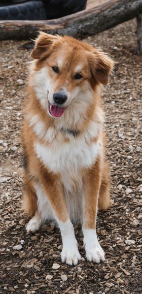 Niko – Laika-Hoverwart-Mix, männlich, 3 Jahre, 3 Monate, 70195 Stuttgart-Botnang – zur Adoption