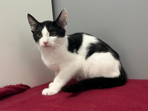 Titus – Hund, männlich, 32758 Detmold – zur Adoption