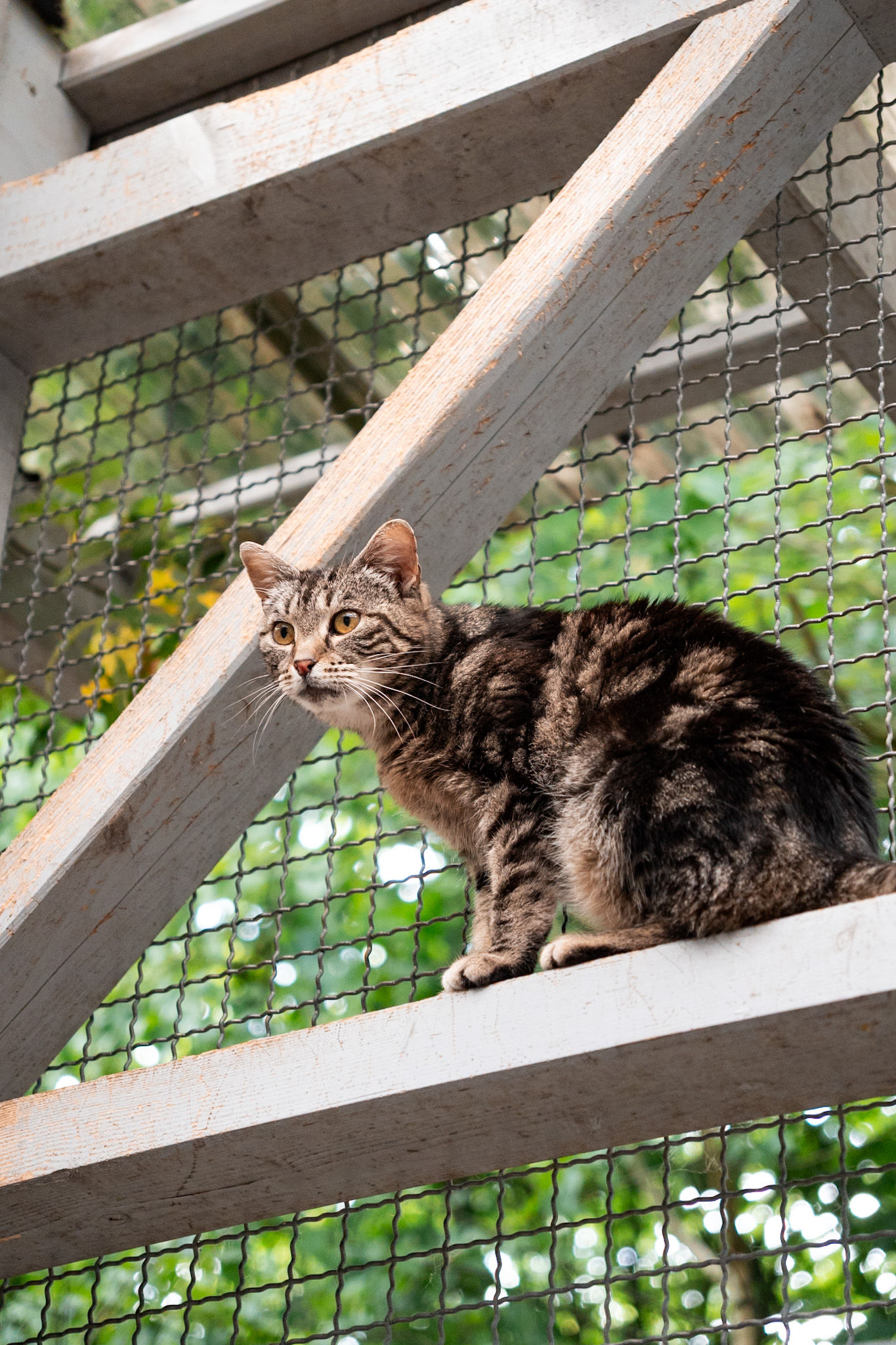 Minou