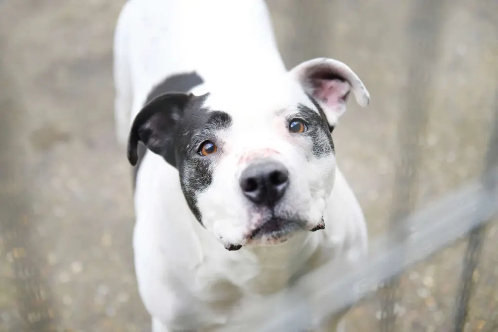 Diva – Staffordshire-Mix, weiblich, 9 Jahre, 13057 Berlin – zur Adoption