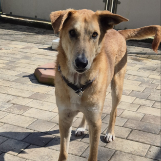 Benn – Hund, männlich, 7 Jahre, 97074 Würzburg – zur Adoption