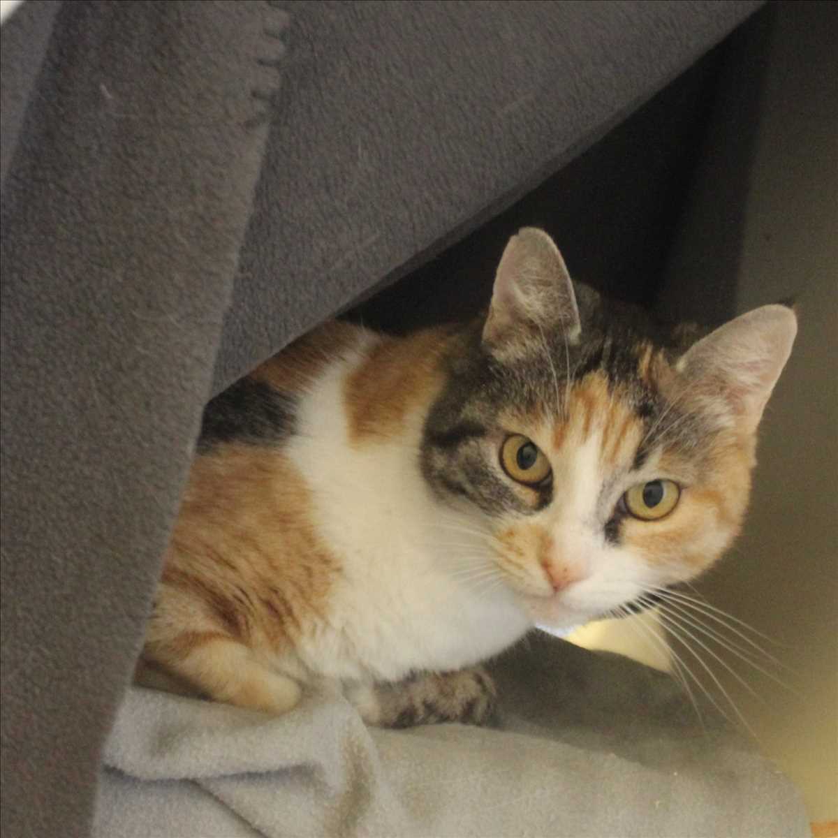 MINA – Europäisch Kurzhaar, weiblich, 9 Jahre, 81829 München – zur Adoption