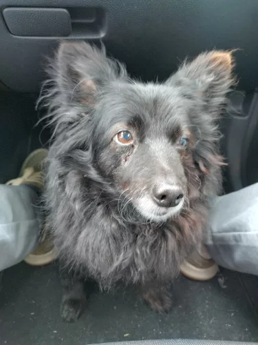 Motte – Spitz-Mix, männlich, 26389 Wilhelmshaven – zur Adoption