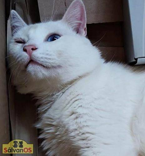 Nieve – Europäisch Kurzhaar, männlich, 5 Jahre, 6 Monate, 65520 Bad Camberg – zur Adoption