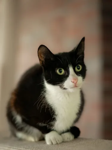 Dina