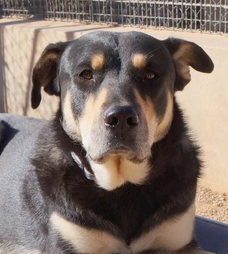 Sayaka – Hund, weiblich, 5 Jahre, 3 Monate, 65520 Bad Camberg – zur Adoption