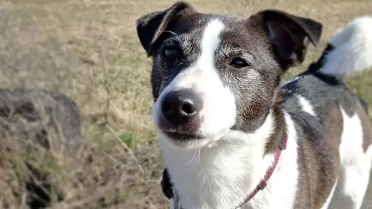 Benno – Jack Russell Terrier, männlich, 17 Monate, 13057 Berlin – zur Adoption