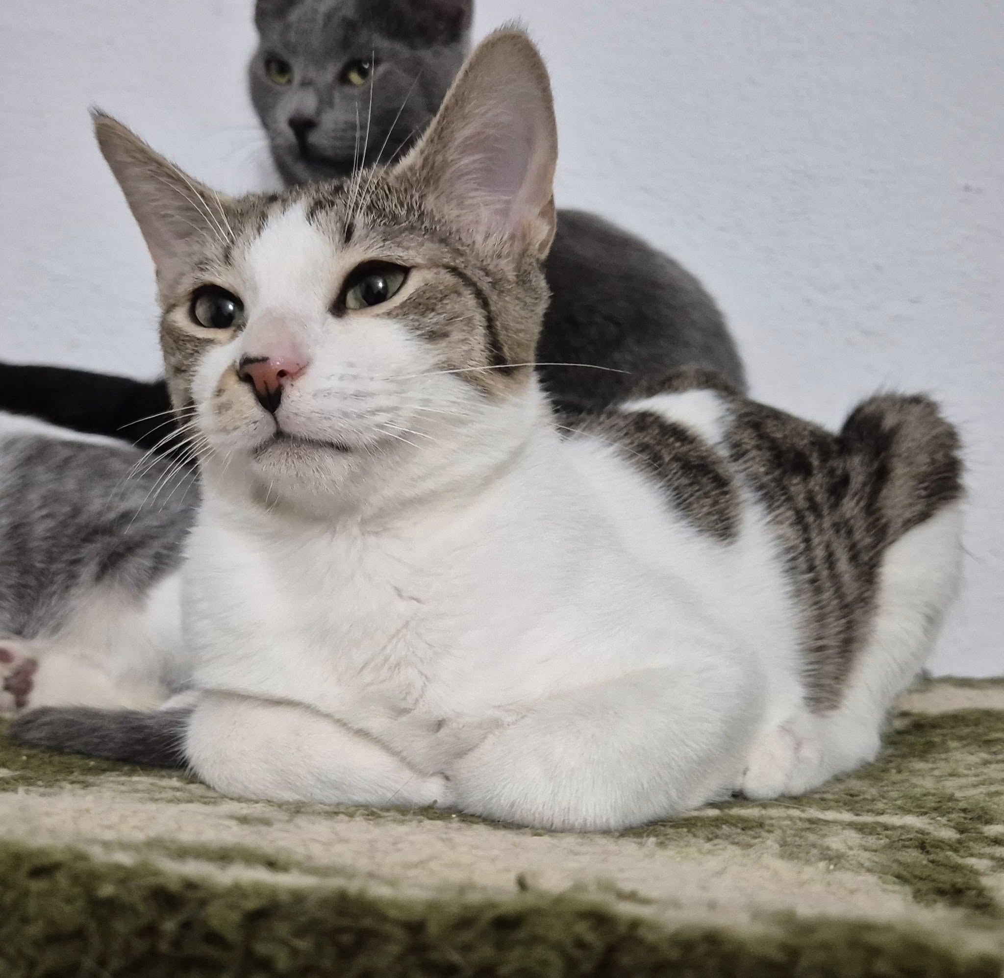 Ludwig – EKH, männlich, 50823 Köln – zur Adoption