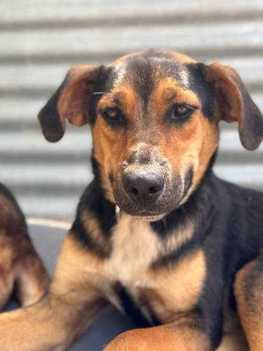 Coral – Hund, weiblich, 7 Monate, 65520 Bad Camberg – zur Adoption
