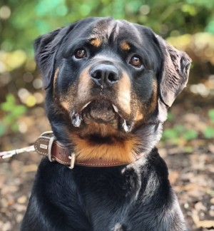 Kimbo – Rottweiler, männlich, 6 Jahre, 70195 Stuttgart-Botnang – zur Adoption