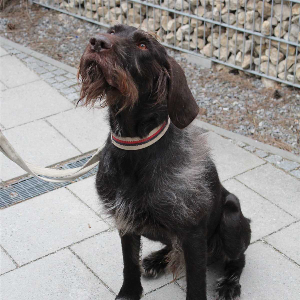 CARUSO – Deutsch-Drahthaar, männlich, 11 Jahre, 81829 München – zur Adoption