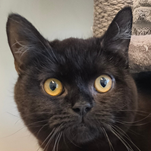 Michel – Katze, männlich, 10 Monate, 28357 Bremen – zur Adoption