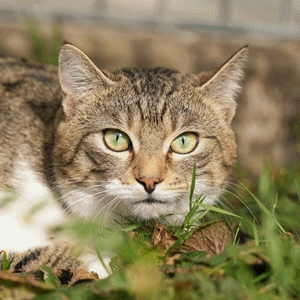 Fritz – EKH, getigert-weiß, männlich, 6 Jahre, 90537 Feucht – zur Adoption