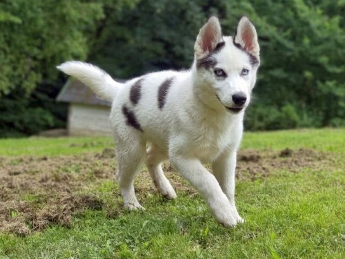 Nymeria – Husky, weiblich, 32758 Detmold – zur Adoption