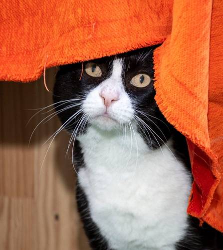 Oreo – Europäisch Kurzhaar, männlich, 3 Jahre, 65520 Bad Camberg – zur Adoption