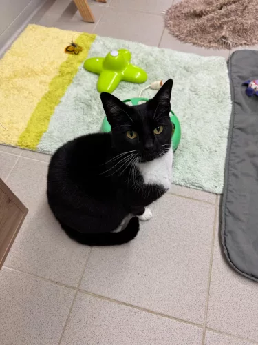 Kimberly – EKH, weiblich, 26389 Wilhelmshaven – zur Adoption
