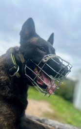 Mali – X-Herder, männlich, 3 Jahre, 97525 Schwebheim – zur Adoption