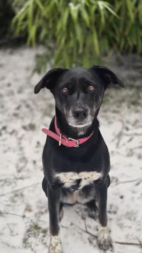 Ella – Hund, weiblich, 4 Jahre, 7 Monate, 26389 Wilhelmshaven – zur Adoption