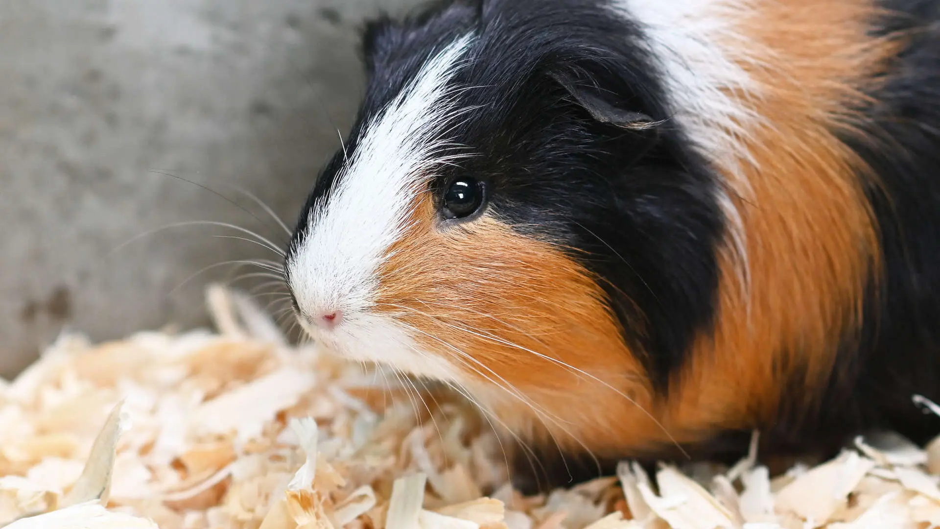 Hamlet
