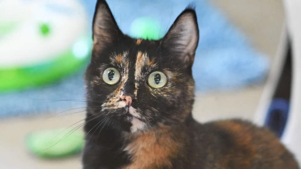 Mia – EKH, weiblich, 3 Jahre, 10 Monate, 13057 Berlin – zur Adoption