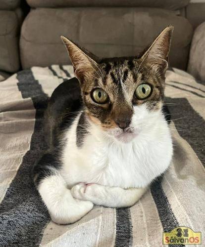 Mia – Europäisch Kurzhaar, weiblich, 2 Jahre, 6 Monate, 65520 Bad Camberg – zur Adoption