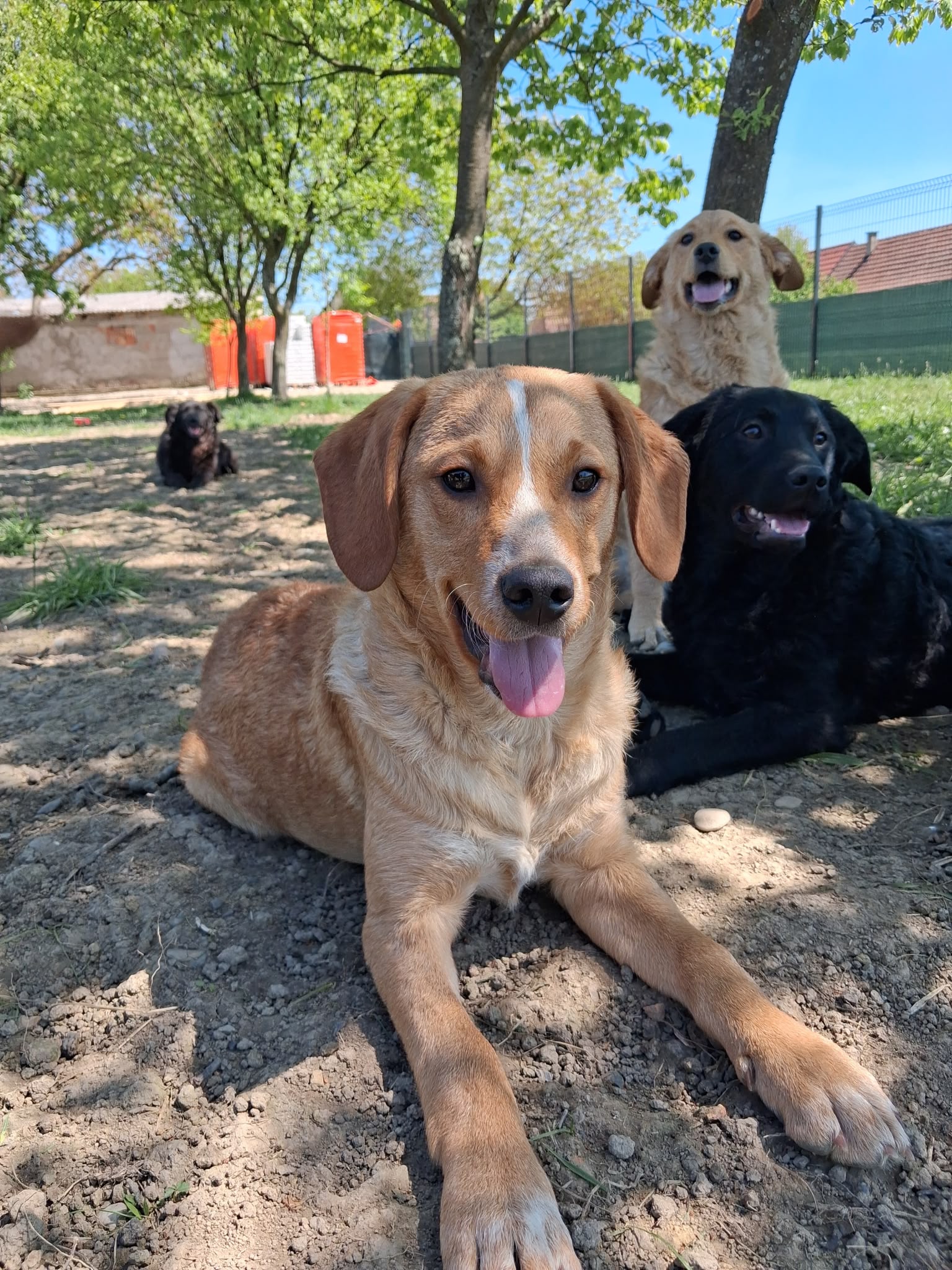Rino – Hund, männlich, Nordic Strays e.V. – zur Adoption